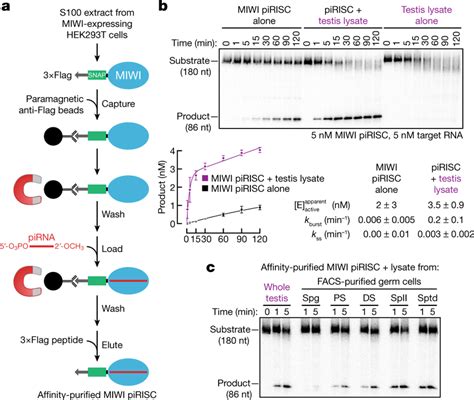 A Component Of Mouse Testis Lysate Potentiates Pirna Directed Target