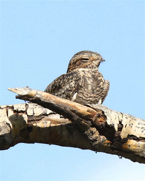 Why Do Birds Chirp at Night? - Bird Helpful