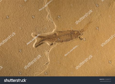 Fossil Prehistoric Fish Stock Photo 155369777 | Shutterstock