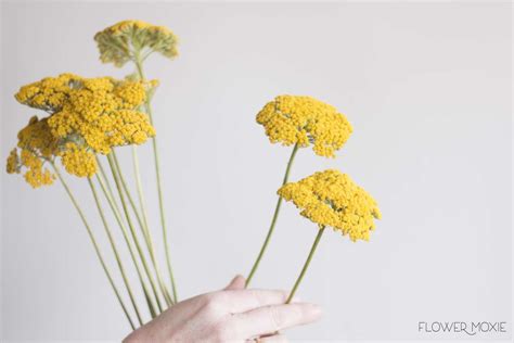 Yarrow — Flower Moxie