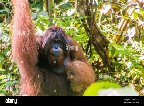 Bornean orangutan Pongo pygmaeus in Semenggoh Wildlife Rehabilitation ... 