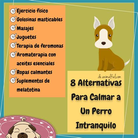 Cu Les Son Los Mejores Tranquilizantes Naturales Para Perros