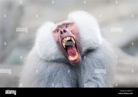 Mono Mostrando Los Dientes Fotos E Imágenes De Stock Alamy