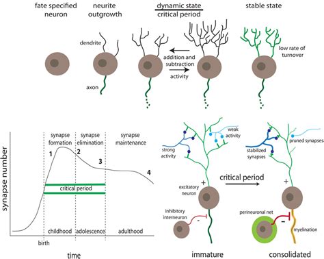 Figure 1 Activity Dependent Synaptic Remodeling During Critical