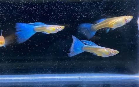 Albino Blue Topaz Guppy Top Facts Colorful Fish Breeds