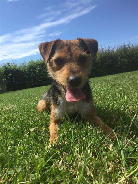 Border Terrier Cross Jack Russell