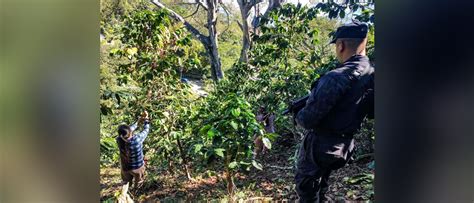 Seguridad Llega A Los Cafetales Para Proteger A Los Que Realizan La