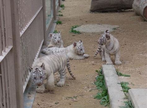 ホワイトタイガーの子どもたち（2013年春、東武動物公園） 2ページ目 Togetter