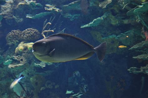 Peixe Com Nariz Grande - Peixe-unicórnio-de-nariz-grande