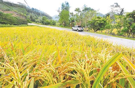 Cagayan Valley Grains Granary Of The Philippines Leonardo Perante Ii