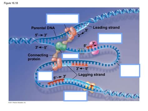 Dna Replication Complex Diagram Quizlet