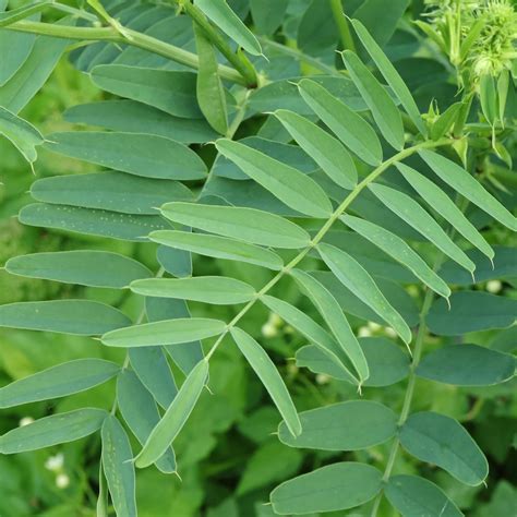 Ruda Cabruna Galega Officinalis