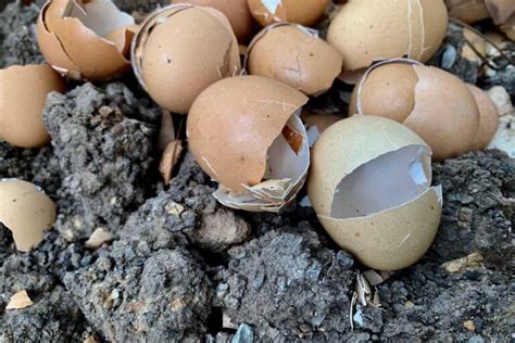 How To Use Eggshells In The Garden Gardener S Path