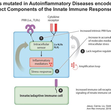 Principles Of Immune Dysregulation In Autoinflammatory Diseases