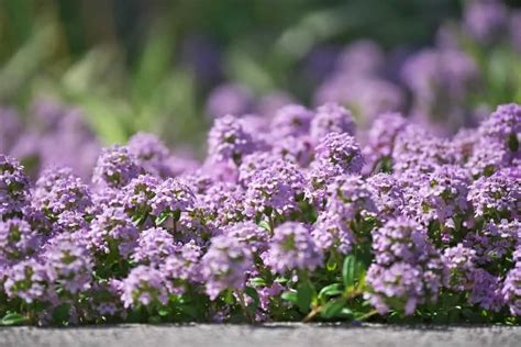 Is Creeping Thyme Edible Or Is It Only Grown For Beauty? - Gardening Dream