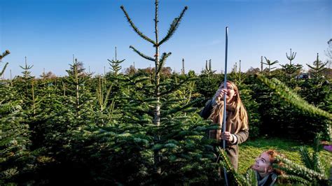 Eerste Hulp Bij Het Kiezen Van Een Kerstboom Waar Moet Je Op Letten