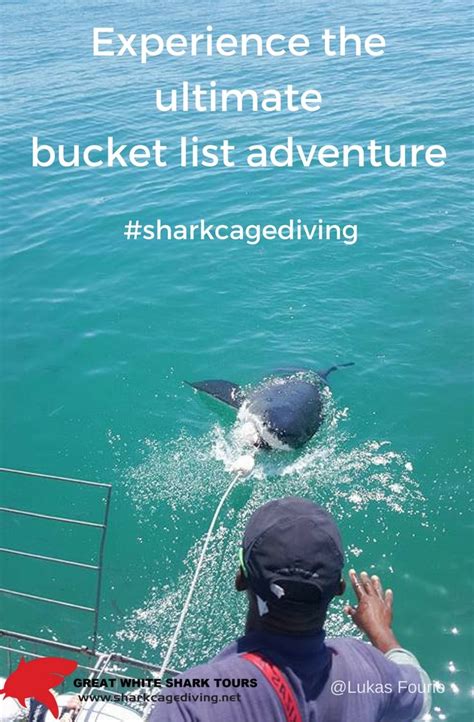 Shark Cage Diving Is The Number One Bucket List Experience In The World