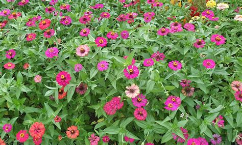 how long do zinnias take to bloom from seed