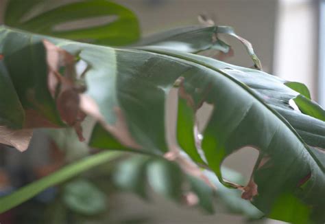 How To Prune A Large Philodendron Allotinabox