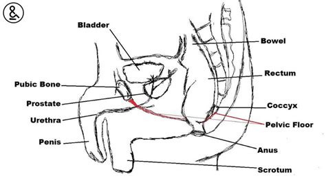 Male Pelvic Anatomy Diagram