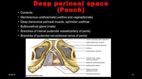 Perineal Pouches Urogenital Diaphragm PPT