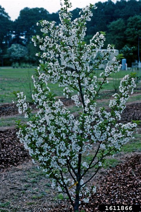 Snow Goose Cherry Prunus Cv Snowgoose