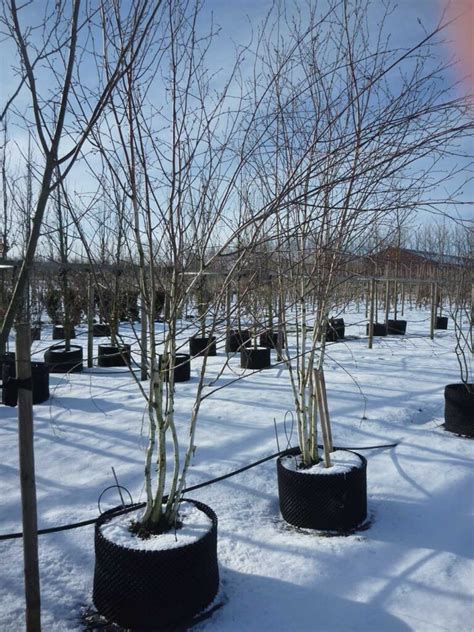 Betula utilis ssp jacquemontii Doorenbos Himalayabjörk Stångby