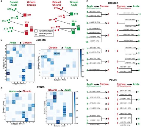 Frontiers Activity Dependent Remodeling Of Synaptic Protein