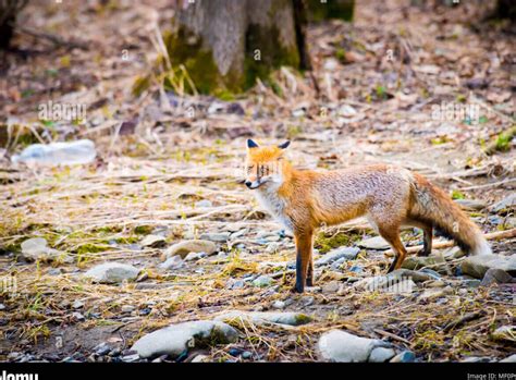 Todo lo que necesitas saber sobre el zorro su hábitat características