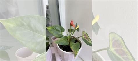 Антуриум купить в Самаре | Товары для дома и дачи | Авито