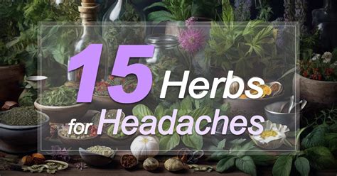 15 Herbs For Headaches Natural Solutions For Pain Relief