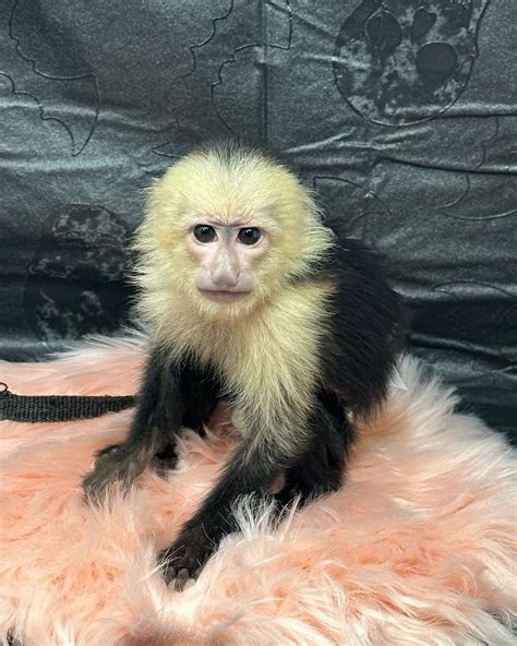 Capuchin Monkey For Sale Capuchin Monkey For Sale Near Me