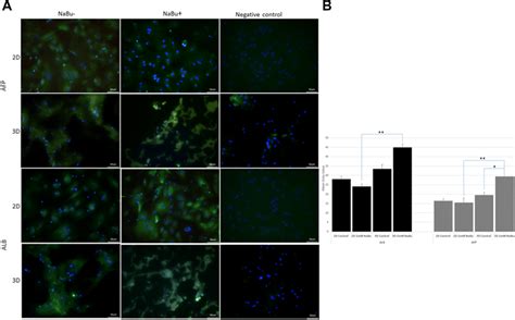 Immunofluorescence Analysis Of Hepatic Proteins In MSCs Treated With