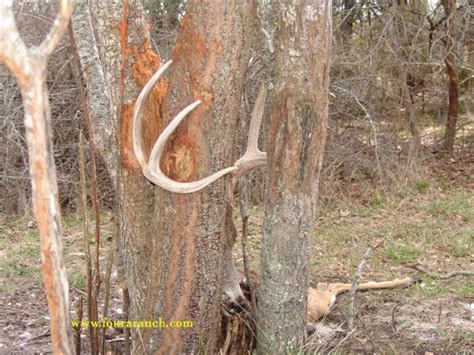 Can You Imagine Cleaning Your Antlers And Getting Stuck Like This