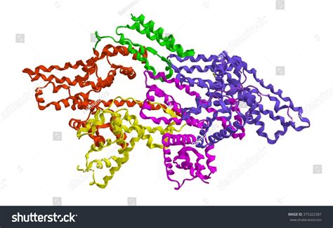 Molecular Structure Bovine Serum Albumin Bsa Stock Illustration 375322387 Shutterstock