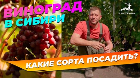 ВИНОГРАД В СИБИРИ | ВИНОГРАД СОРТА ЛУЧШИЕ ЗИМОСТОЙКИЕ | СОРТА ВИНОГРАДА ...