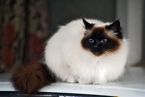 Birman Cat Info, History, Personality, Kittens, Diet, Picture