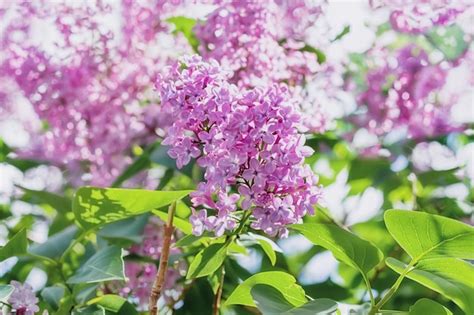 Premium Photo | Blooming purple lilac on bush in spring