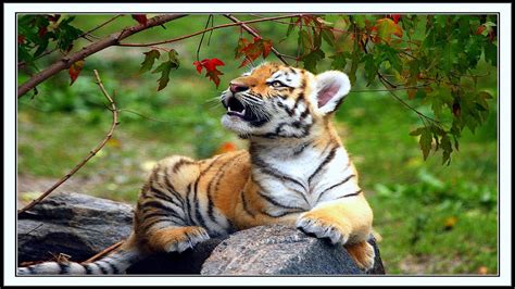 White Tiger Cub Wallpaper (57+ images)