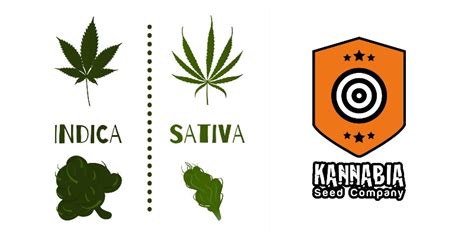 Tipos De Mota Kannabia