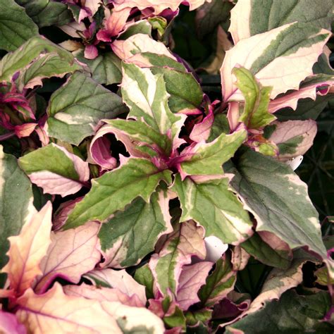 Gynura aurantiaca 'Variegated Purple Passion' – Steve's Leaves