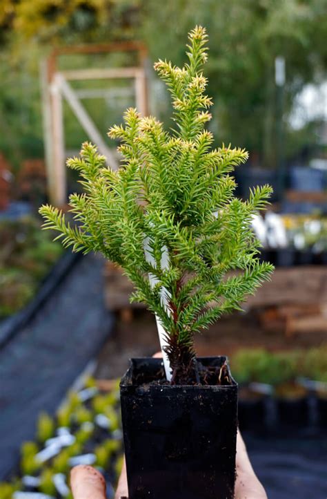 Cryptomeria Japonica Golden Promise Dwarf Japanese Cedar For Sale