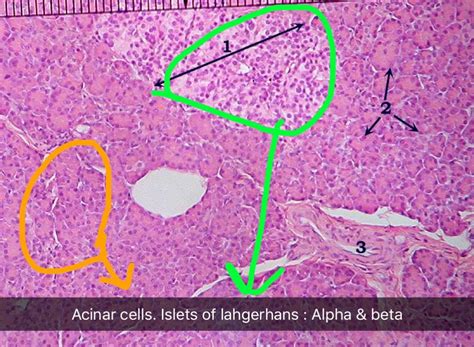 Acinar Cells And Islets Of Langerhans