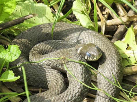 Ordinary Snake Basking In The Sun Stock Photo Image Of Herpetology