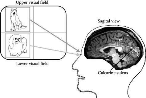 See Color Insert An Illustration Of The Retinotopic Activation In