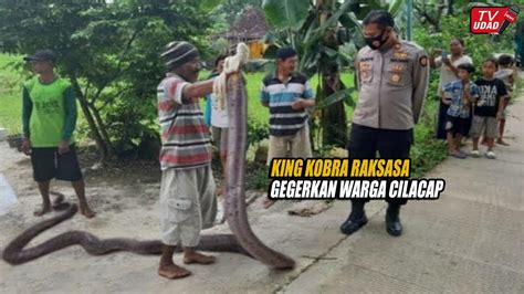 Heboh Baru Saja Ular King Kobra Raksasa 8 Meter Ditangkap Warga