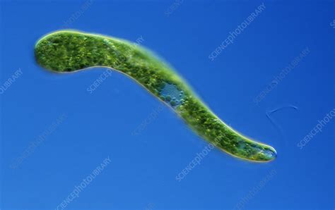 Flagellate Protozoan Stock Image C0126426 Science Photo Library