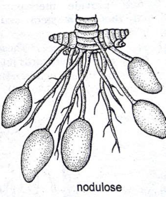 Adventitious Root System: Types, Modifications and Examples – StudiousGuy