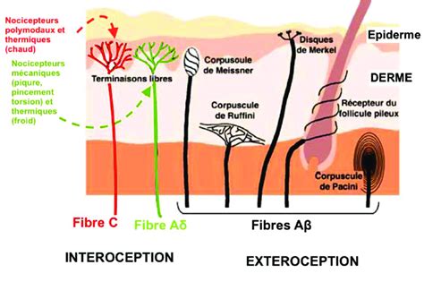 Fibres Nerveuses Cutanées Les Fibres Aδ Peu Myélinisées Et C Non Download Scientific