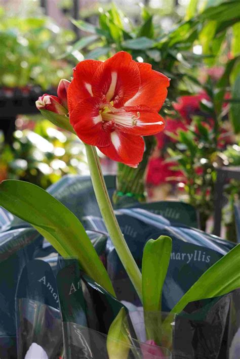 Spring Bulb Gardening in Louisiana - Louisiana Nursery
